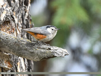 White-cheeked Nuthatch (Sitta leucopsis) - бесплатный image #498225